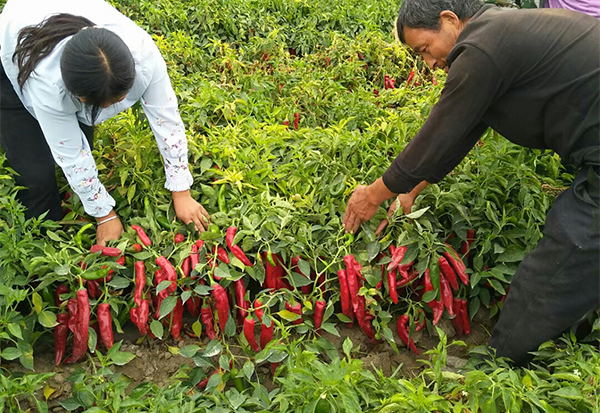 【佳谷拉斯】4天恢復(fù)生長(zhǎng)！創(chuàng)下1棵植株結(jié)下10